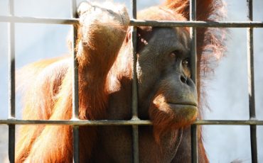 LES ÊTRES ANIMAUX ET LE DIVERTISSEMENT AU QUÉBEC - CAPSULE DAQ N° 23