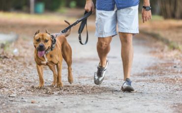 L’EFFACITÉ DU NOUVEAU RÈGLEMENT DE LA VILLE DE MONTRÉAL SUR LE CONTRÔLE ANIMALIER - CAPSULE DAQ N° 29