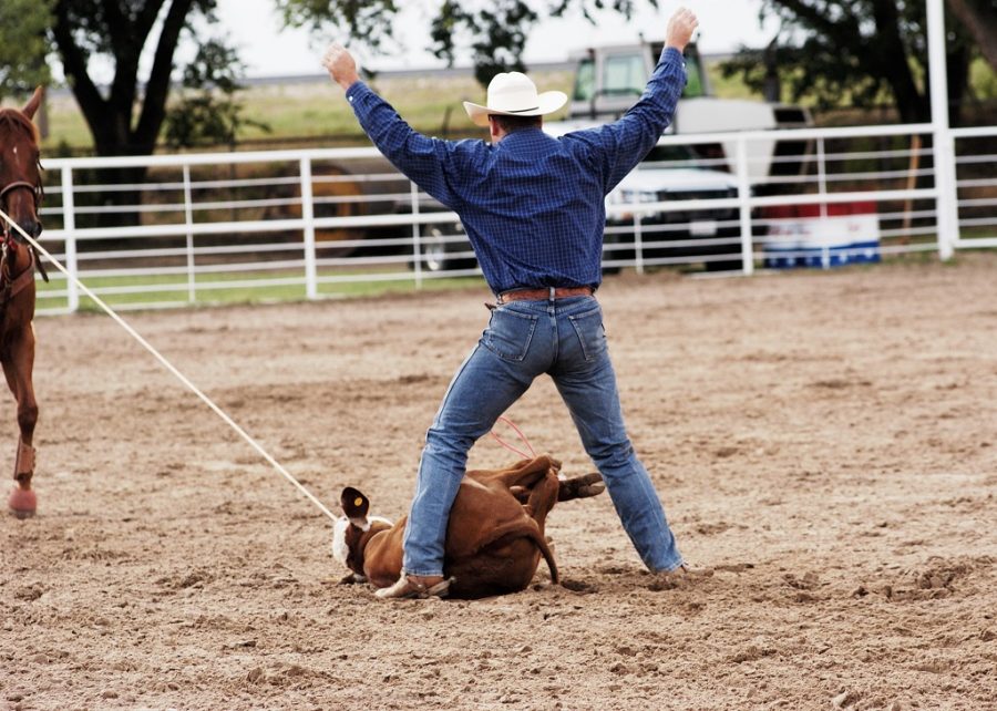 Monteral Rodeo RAPPORT D’ANALYSE DES DONNÉES COLLECTÉES LORS DES RODÉOS DE MONTRÉAL ET ...