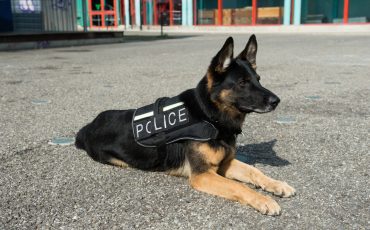 LA VILLE DE QUÉBEC EST TENUE RESPONSABLE DE LA MORSURE D’UN CHIEN POLICIER - CAPSULE DAQ N° 42