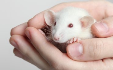 LE DROIT DU TRAVAIL, LA RECHERCHE SCIENTIFIQUE ET LES ÊTRES ANIMAUX - CAPSULE DAQ N° 51