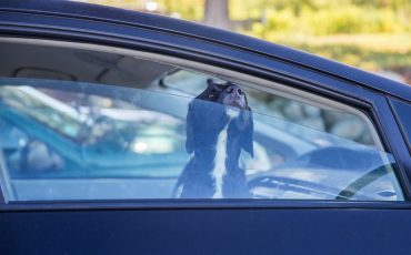 COUP DE CHALEUR - LA VOITURE PEUT DEVENIR UN CERCUEIL EN QUELQUES MINUTES - CAPSULE DAQ N° 64