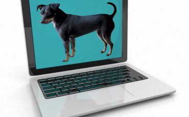 Les enjeux de l'adoption d'un être animal par le biais des petites annonces en ligne – Capsule DAQ N° 61