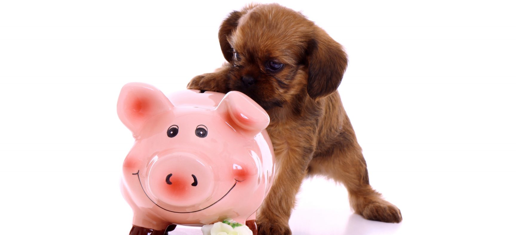 Votre engagement financier envers votre chien : 45 000 $ - Capsule DAQ N° 65