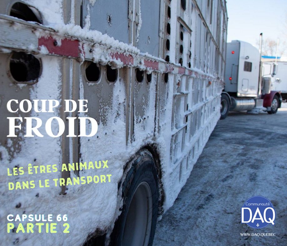 COUP DE FROID - Les êtres animaux dans le transport - Capsule DAQ N° 66 (Partie 2)