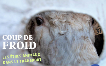 COUP DE FROID - Les êtres animaux dans le transport - Capsule DAQ N° 66 (Partie 3)