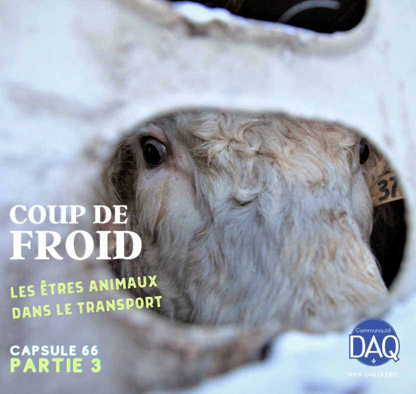 COUP DE FROID - Les êtres animaux dans le transport - Capsule DAQ N° 66 (Partie 3)