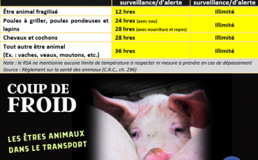 COUP DE FROID - Les êtres animaux dans le transport - Capsule DAQ N° 66 (Partie 4)