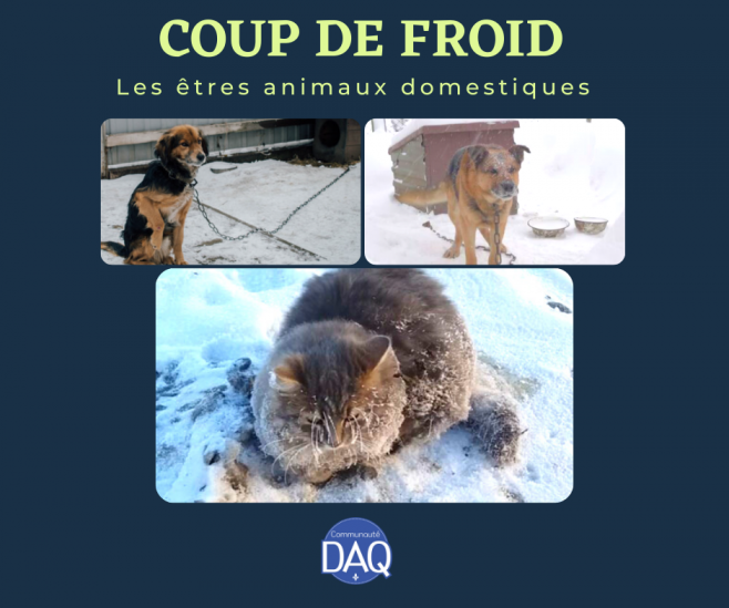COUP DE FROID - Les êtres animaux domestiques - Capsule DAQ N° 67