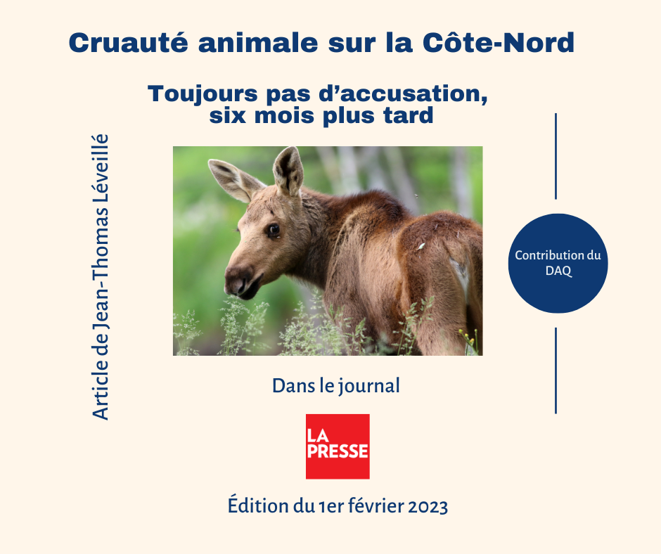 Cruauté animale sur la Côte-Nord | Toujours pas d’accusation, six mois plus tard