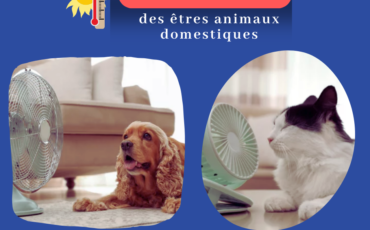 Coup de chaleur : Les êtres animaux domestiques - Capsule DAQ N° 76
