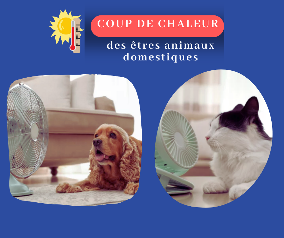 Coup de chaleur : Les êtres animaux domestiques - Capsule DAQ N° 76