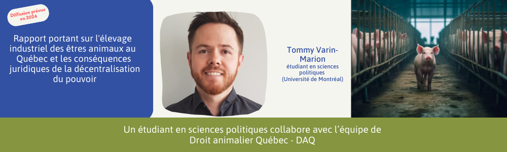 Un étudiant en sciences politiques à l'Université de Montréal collabore avec l'équipe de Droit animalier Québec - DAQ