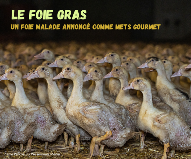 LE FOIE GRAS : Un foie malade annoncé comme mets gourmet - CAPSULE DAQ N° 79