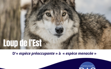 Observations du DAQ - Projet de décret - Reclassification du loup de l'Est