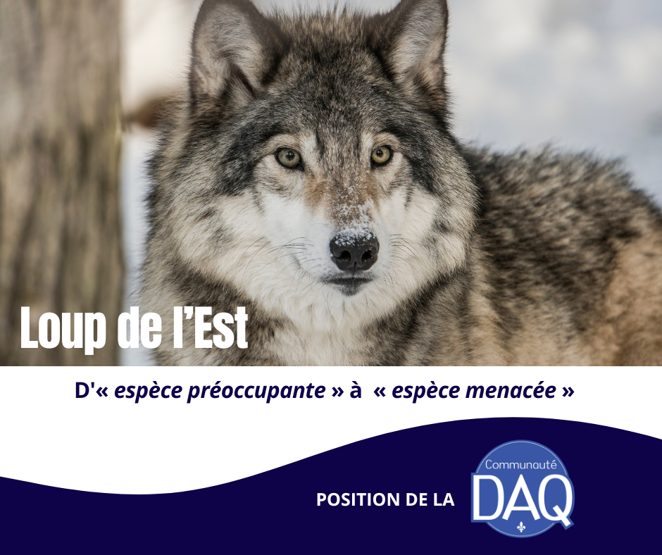 Observations du DAQ - Projet de décret - Reclassification du loup de l'Est