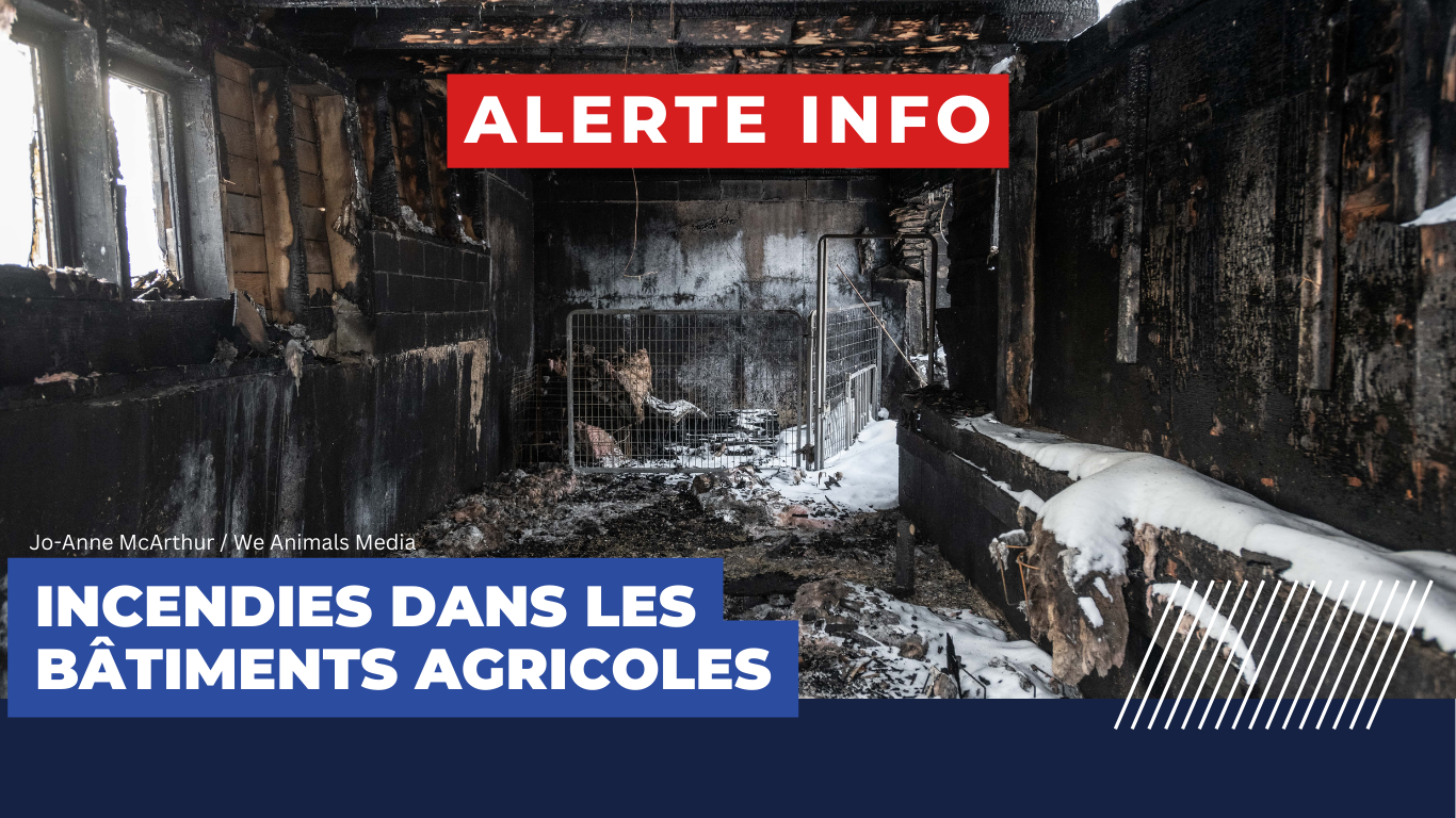Incendies dans les bâtiments agricoles - Alerte info N° 1
