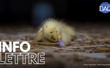 Le foie gras : un foie malade annoncé comme mets gourmets