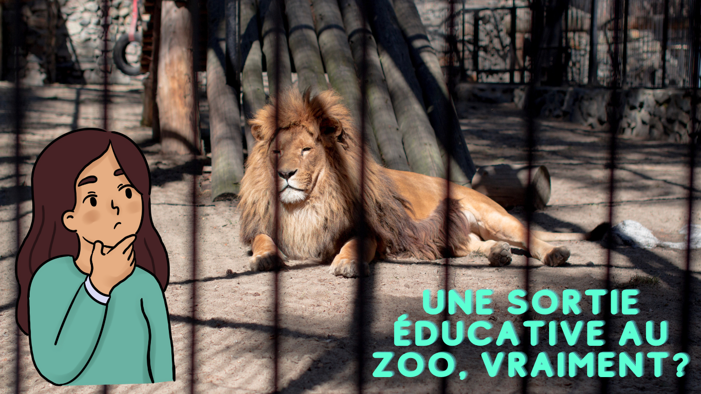 Une sortie éducative au zoo, vraiment ? Capsule DAQ No° 83