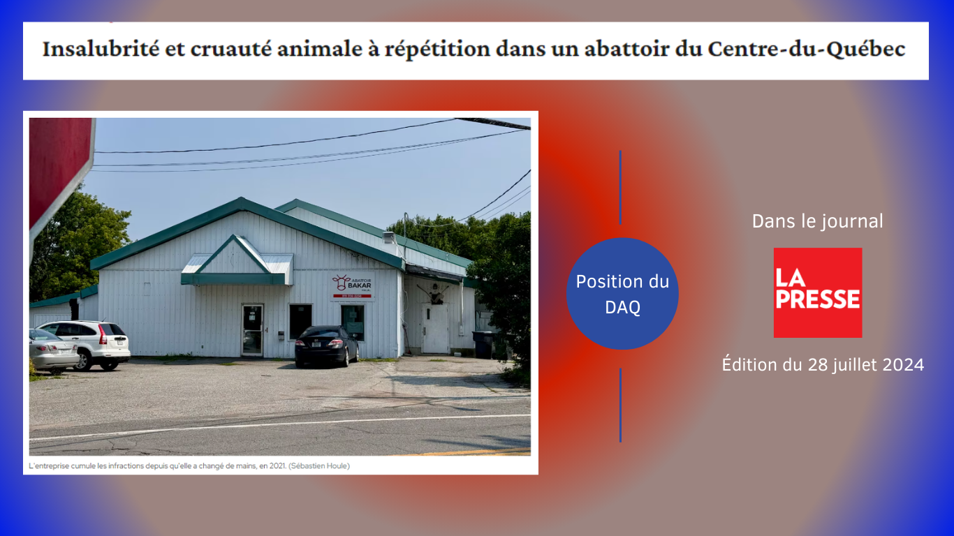 Insalubrité et cruauté animale à répétition dans un abattoir du Centre-du-Québec