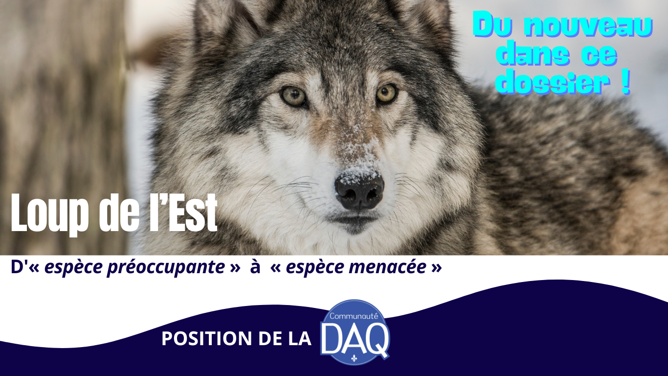 Observations du DAQ - Projet de décret - Reclassification du loup de l'Est