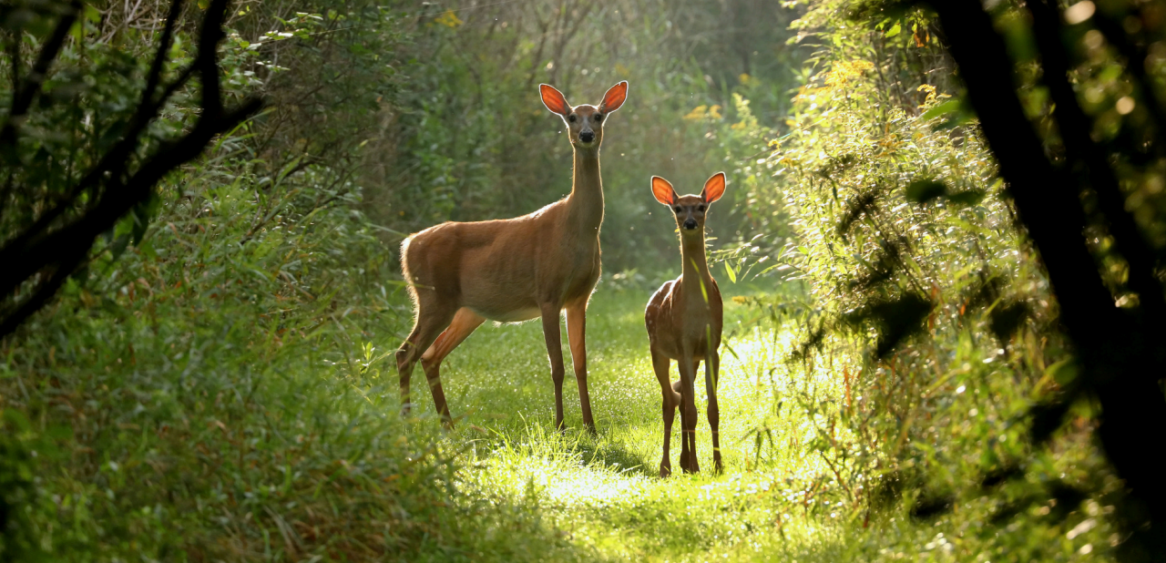 Guide d'intervention auprès des cerfs de virginie pour les municipalités du Québec