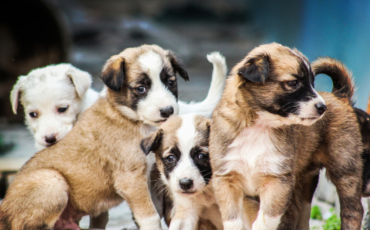 Les impacts des usines à chiots sur le développement comportemental des chiens - Capsule DAQ N° 87