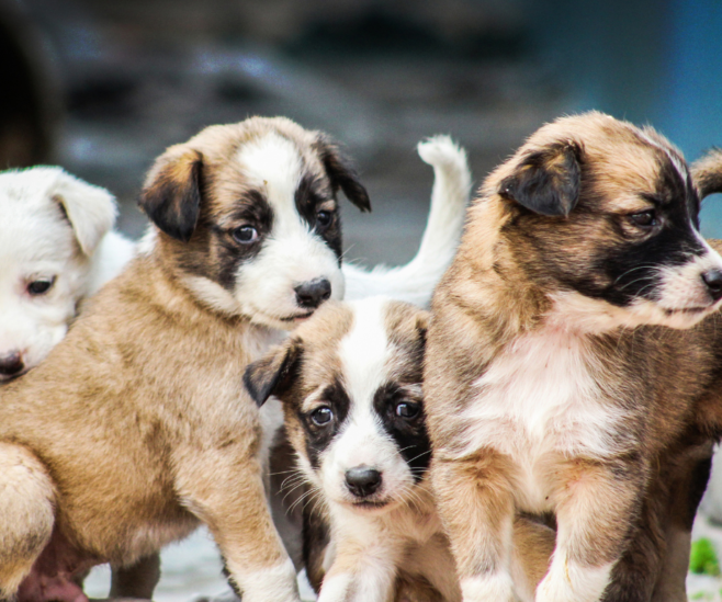 Les impacts des usines à chiots sur le développement comportemental des chiens - Capsule DAQ No° 87