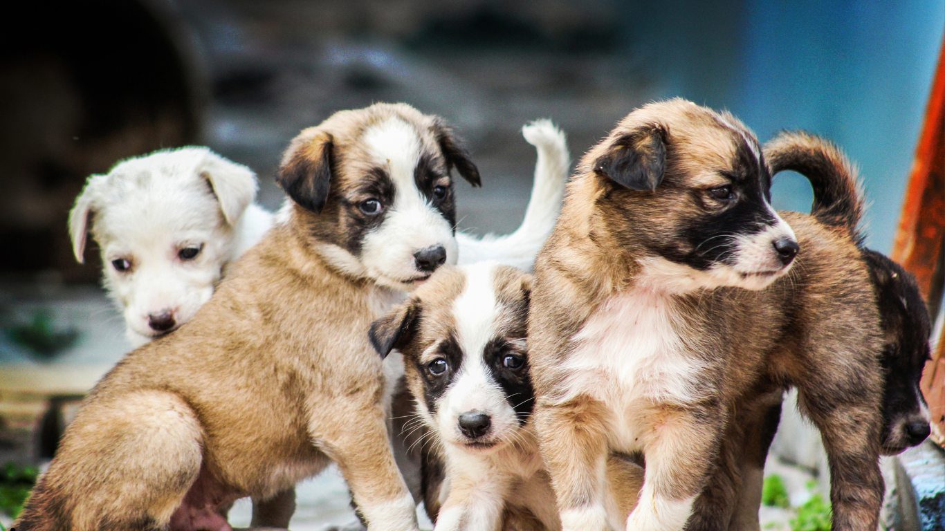 Les impacts des usines à chiots sur le développement comportemental des chiens - Capsule DAQ No° 87