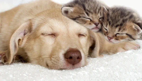 Adopter un être animal en ligne : 10 vérifications – Capsule DAQ N° 101